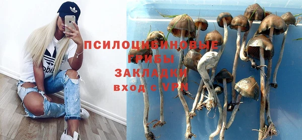 прущие грибы Алзамай
